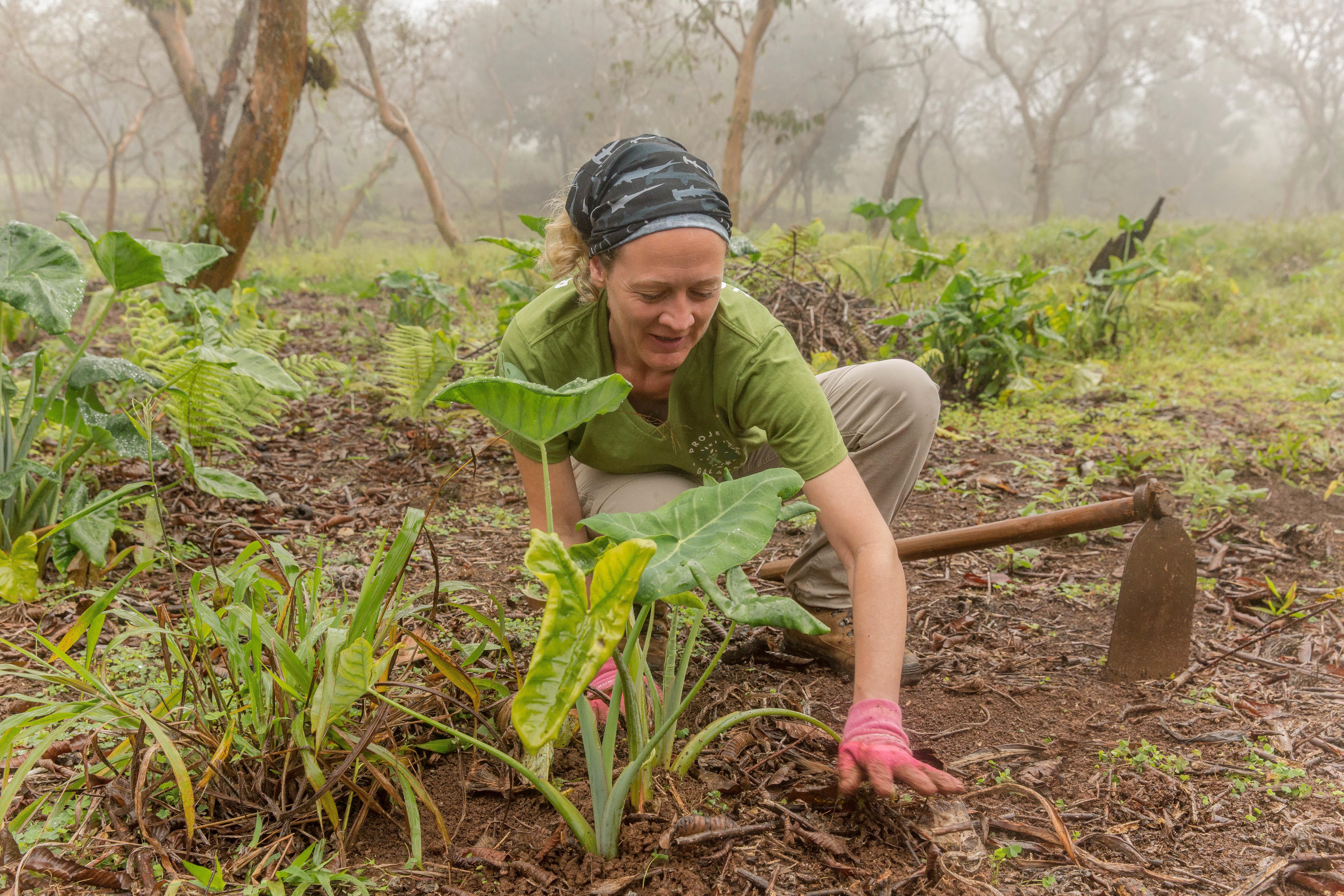 A female volunteer with Projects Abroad tending to the plants in the highlands as part of her conservation volunteering in the Galapagos Islands. Pictured is a female volunteer from Projects Abroad tending to the plants in the highlands as part of her conservation volunteering in the Galapagos Islands.